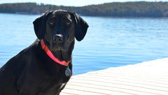 Low Profile Dock 80" x 120" x 8"